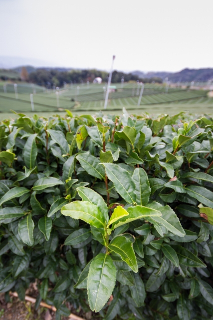 二番茶の画像