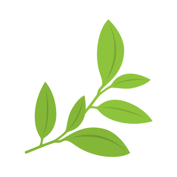 成熟したべにふうき茶の葉