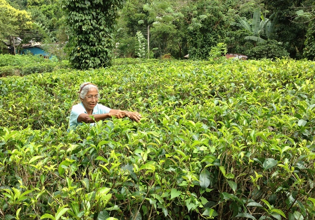 紅茶の茶畑　茶摘みの様子