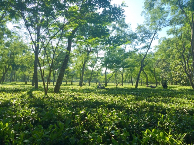 紅茶の茶畑