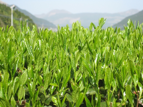 熊本の茶畑(新芽)