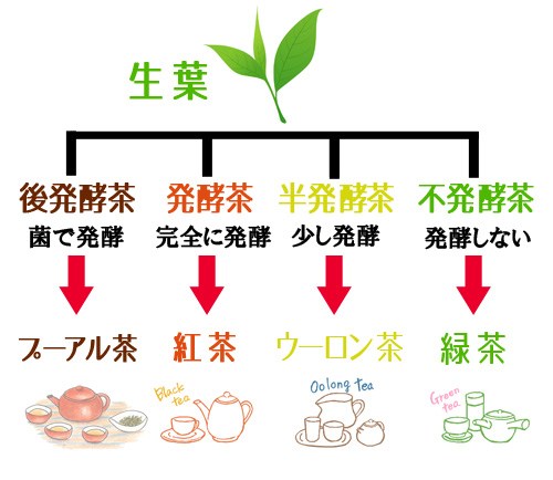 お茶の種類と発酵の関係図